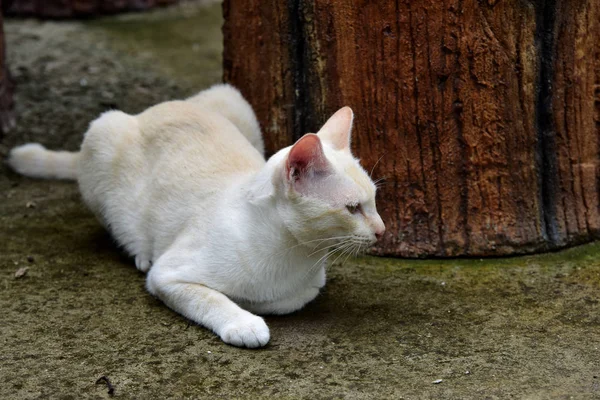 Katten Tuin Verder Uitdiepte Twee Katten Spelen Gelukkig Betonnen Weg — Stockfoto