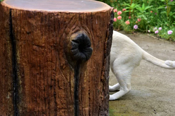 Коты Исследуют Сад Две Кошки Счастливо Играют Бетонной Дороге — стоковое фото