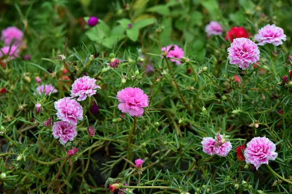 Kleurrijke Bloemen Tuin Bloem Bloeien Prachtige Bloemen Tuin Blooming Zomer — Stockfoto