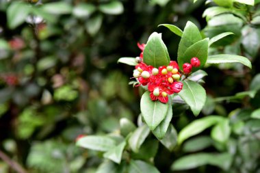 Yeşil dallarda egzotik kırmızı çiçekler