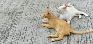 Cats içinde belgili tanımlık bahçe keşfetmek. İki kedi mutlulukla beton yola oynuyorlar.