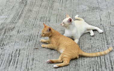 Cats içinde belgili tanımlık bahçe keşfetmek. İki kedi mutlulukla beton yola oynuyorlar.