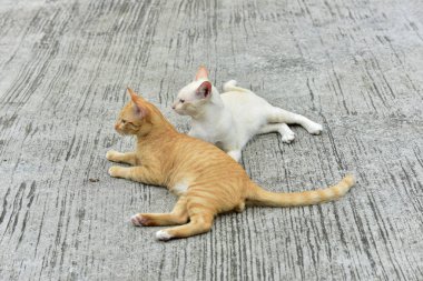 Cats içinde belgili tanımlık bahçe keşfetmek. İki kedi mutlulukla beton yola oynuyorlar.