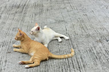 Cats içinde belgili tanımlık bahçe keşfetmek. İki kedi mutlulukla beton yola oynuyorlar.