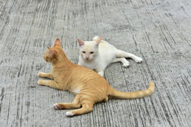 Cats içinde belgili tanımlık bahçe keşfetmek. İki kedi mutlulukla beton yola oynuyorlar.
