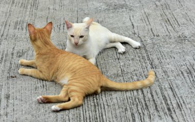 Cats içinde belgili tanımlık bahçe keşfetmek. İki kedi mutlulukla beton yola oynuyorlar.