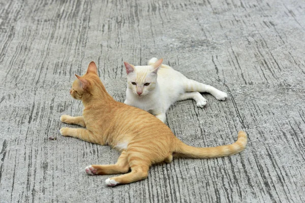 Katten Tuin Verder Uitdiepte Twee Katten Spelen Gelukkig Betonnen Weg — Stockfoto