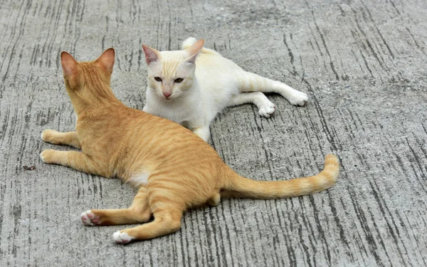 Gatos Exploram Jardim Dois Gatos Estão Brincando Alegremente Estrada Concreto — Fotografia de Stock