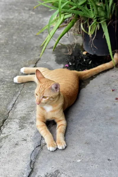 고양이 정원에서 찾아보기 고양이 콘크리트도 — 스톡 사진
