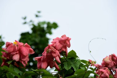 Bahçede renkli çiçek. Plumeria çiçek çiçeklenme. Yaz aylarında bahçe Blooming güzel çiçeklenir. Resmi bahçe. Park. Güzel bahçe.
