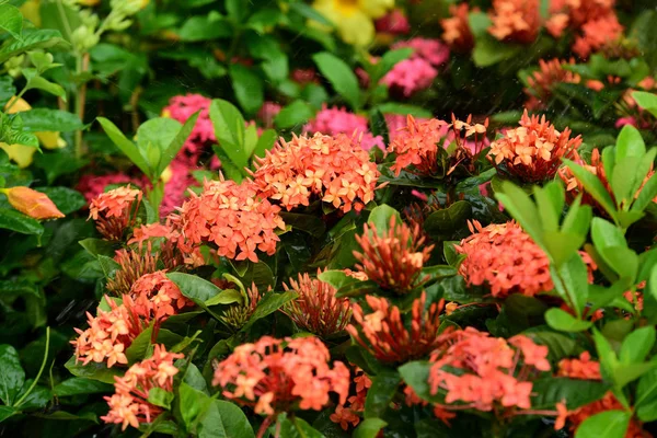 庭にはカラフルな花 プルメリアの花が咲いています 夏に庭の咲く美しい花 正式な庭園 美しい庭園 — ストック写真