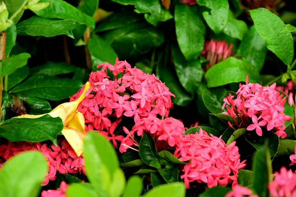 Flores Colores Jardín Flor Plumería Hermosas Flores Jardín Floreciendo Verano —  Fotos de Stock