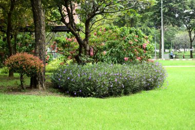 Gündüz vakti parkta yeşil çimen