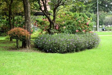 Gündüz vakti parkta yeşil çimen