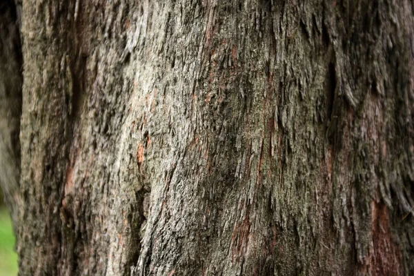 老树皮背景 — 图库照片