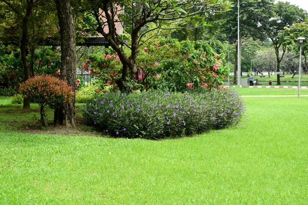 Green Lawn Park Daytime — Stock Photo, Image