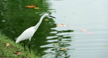 Kuşlar böcekler, balık ve kabuklu, besleme suda gölet ve göllerde birlikte aynı kuşlar akın