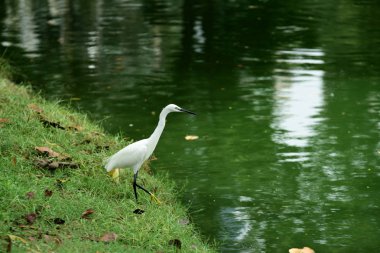 Kuşlar böcekler, balık ve kabuklu, besleme suda gölet ve göllerde birlikte aynı kuşlar akın