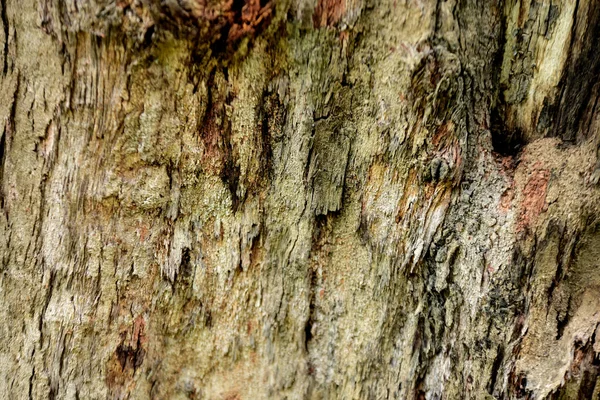 Velha Árvore Casca Fundo — Fotografia de Stock