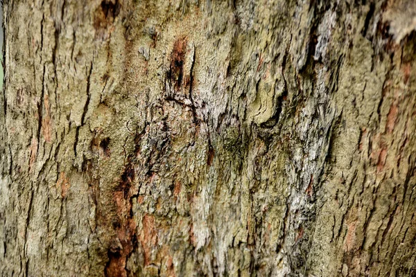 Old Tree Bark Background — Stock Photo, Image