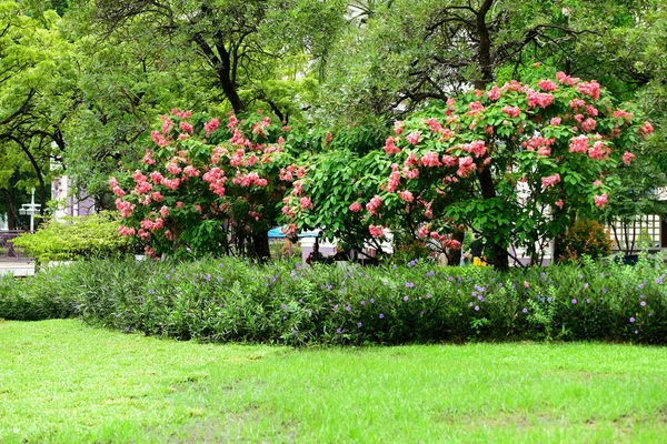 翠绿的花园里美丽的花朵 — 图库照片