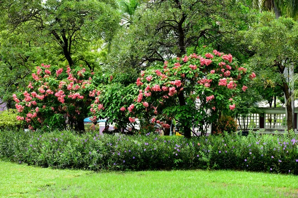 Beautiful Flowers Green Garden — Stock Photo, Image