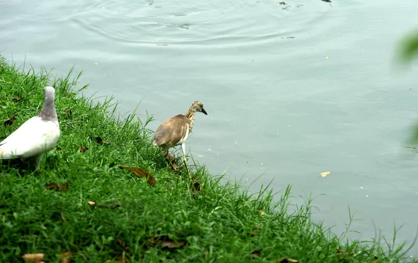 甲殻類 水を介してウェーディング鳥一羽の鳥は集まるもの — ストック写真