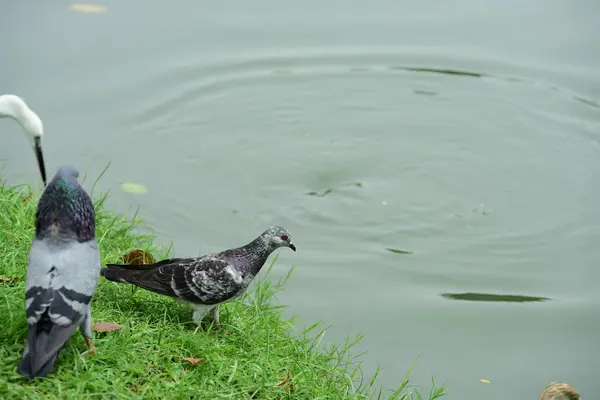 甲殻類 水を介してウェーディング鳥一羽の鳥は集まるもの — ストック写真