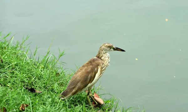 Aves Que Percorrem Água Alimentando Insetos Peixes Crustáceos Aves Uma — Fotografia de Stock