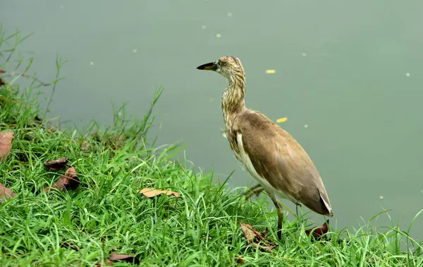 Vogels Waden Door Het Water Het Eten Van Insecten Vis — Stockfoto