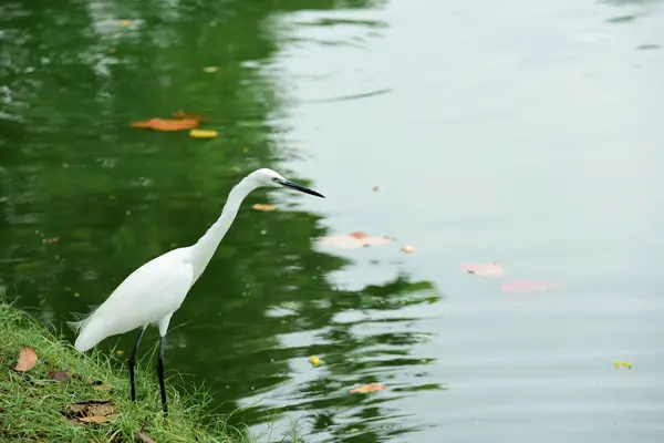 Vögel Watet Durch Das Wasser Ernährt Sich Von Insekten Fischen — Stockfoto