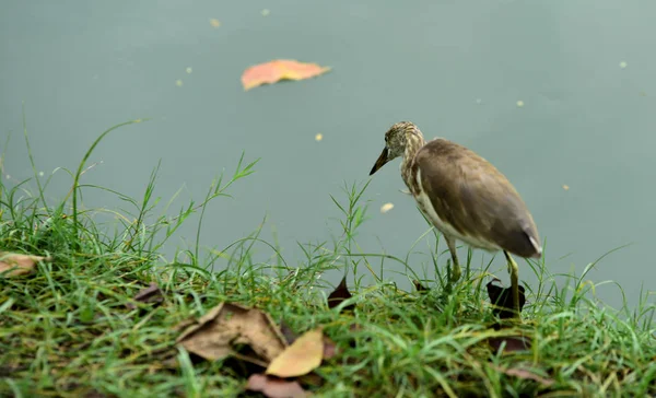 Aves Que Percorrem Água Alimentando Insetos Peixes Crustáceos Aves Uma — Fotografia de Stock