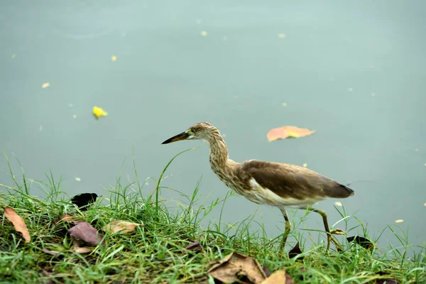 Muitas Espécies Aves Estão Lago Parque Bangkok Thailand Birds Espécies — Fotografia de Stock