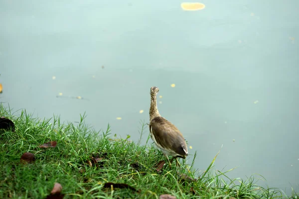 Birds Wading Water Feeding Insects Fish Crustaceans Birds Feather Flock — Stock Photo, Image