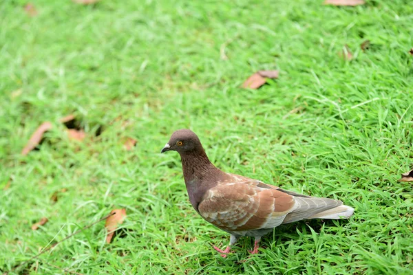 Muitas Espécies Aves Estão Lago Parque Bangkok Thailand Birds Espécies — Fotografia de Stock