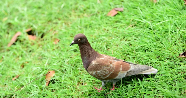 甲殻類 水を介してウェーディング鳥一羽の鳥は集まるもの — ストック写真