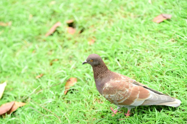 Pigeon Sur Herbe Verte Gros Plan — Photo