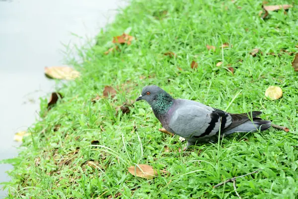 Oiseaux Marchant Dans Eau Nourrissant Insectes Poissons Crustacés Oiseaux Troupeau — Photo