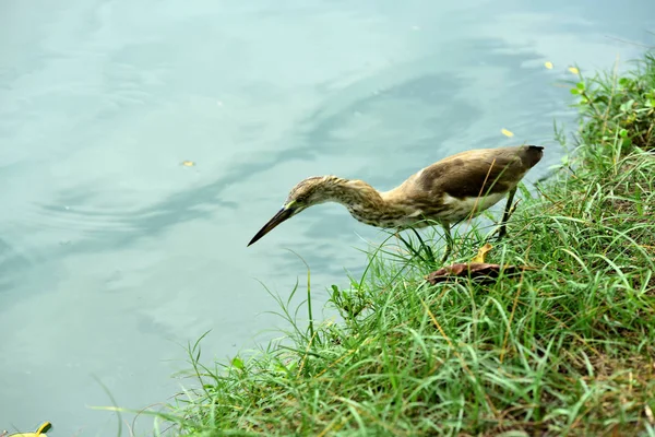 Wilder Reiher Seeufer — Stockfoto