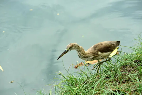 Garça Selvagem Costa Lago — Fotografia de Stock