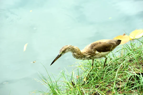 Garça Selvagem Costa Lago — Fotografia de Stock