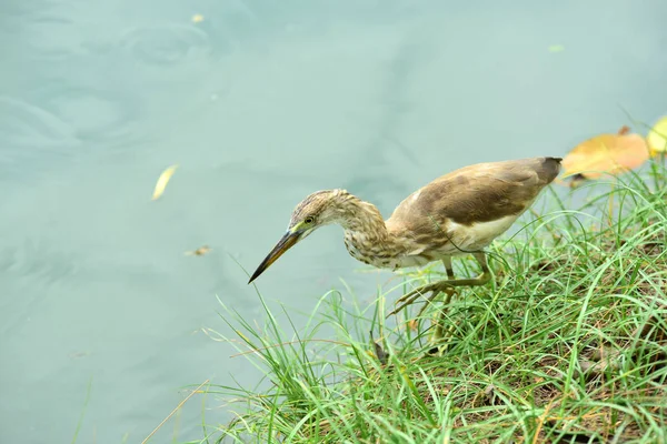 Aves Vadeando Por Agua Alimentándose Insectos Peces Crustáceos Aves Una — Foto de Stock