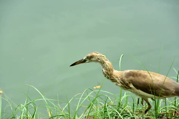 Garza Silvestre Costa Del Lago — Foto de Stock