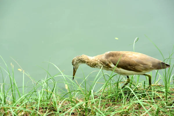 Aves Vadeando Por Agua Alimentándose Insectos Peces Crustáceos Aves Una — Foto de Stock