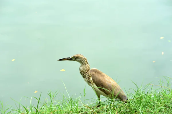 Nombreuses Espèces Oiseaux Trouvent Dans Étang Parc Bangkok Thaïlande Oiseaux — Photo