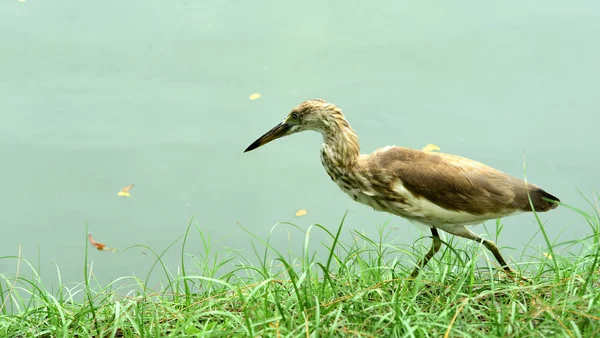 Garça Selvagem Costa Lago — Fotografia de Stock