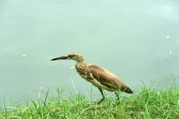 Viele Vogelarten Tummeln Sich Teich Park Von Bangkok Thailand Vögel — Stockfoto