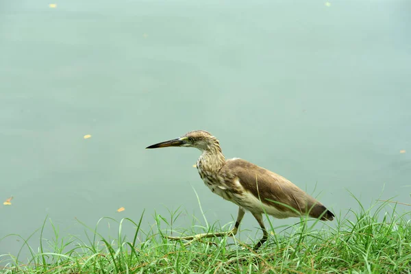 Fåglar Vada Genom Vattnet Livnär Sig Insekter Fisk Och Skaldjur — Stockfoto