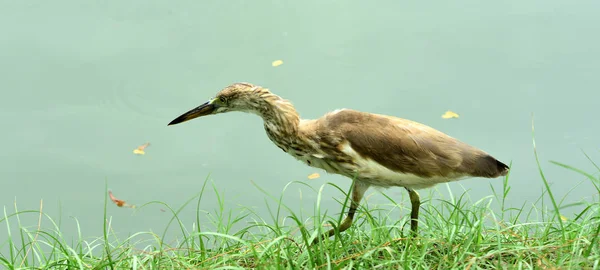 Garza Silvestre Costa Del Lago — Foto de Stock