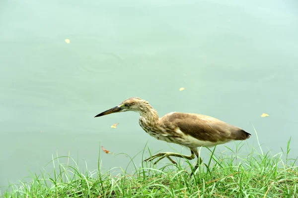 Héron Sauvage Sur Côte Lac — Photo